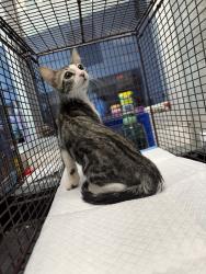 Shelter Stray Male Cat last seen , West Valley Animal Shelter, 20655 Plummer St, Chatsworth, CA 91311, USA