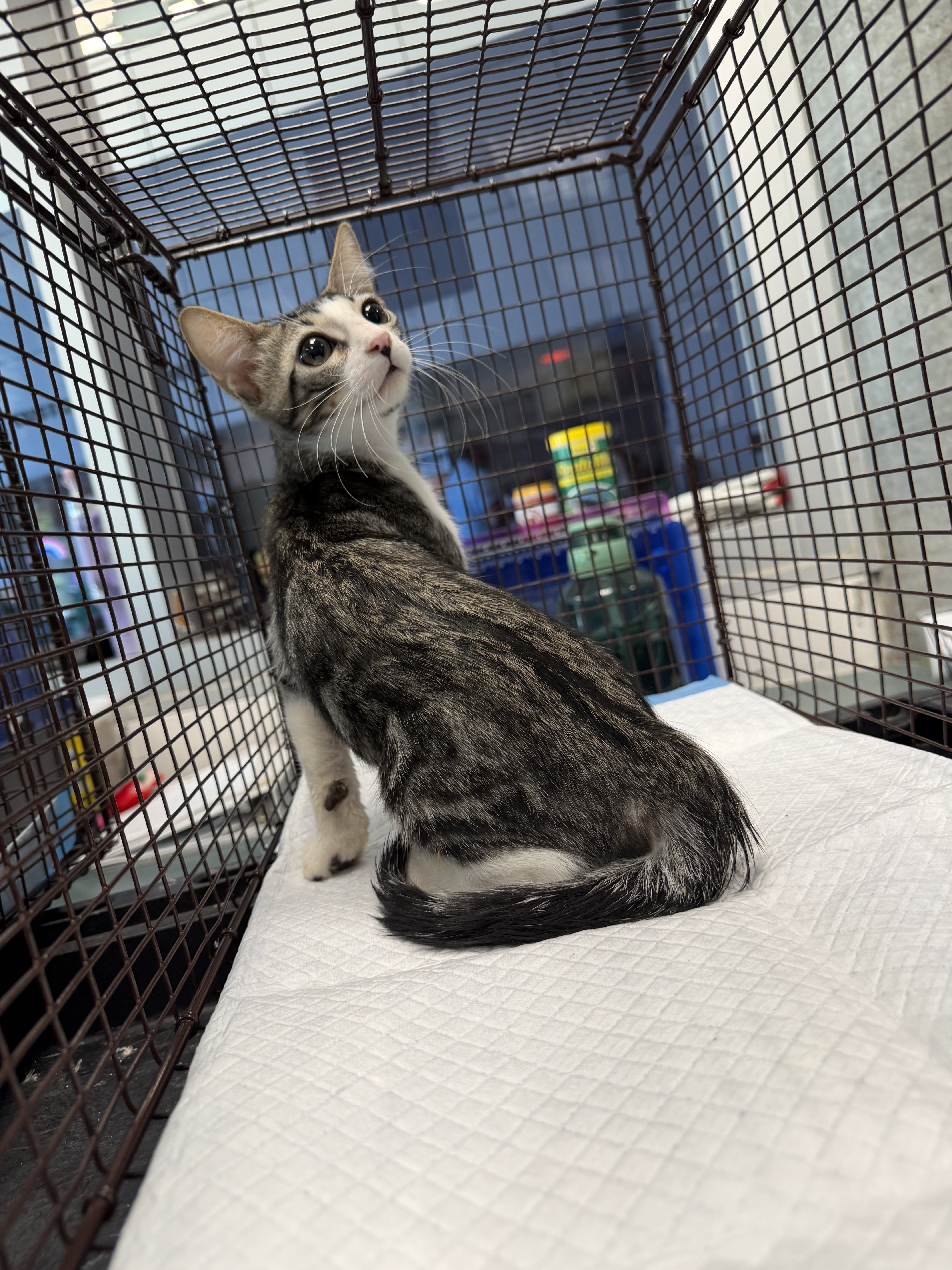 Shelter Stray Male Cat last seen , West Valley Animal Shelter, 20655 Plummer St, Chatsworth, CA 91311, USA