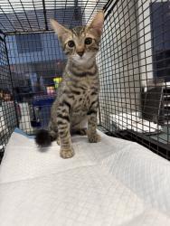 Shelter Stray Male Cat last seen , West Valley Animal Shelter, 20655 Plummer St, Chatsworth, CA 91311, USA