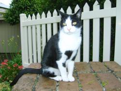 Lost Female Cat last seen Panorama Ave, Highett, VIC 3190