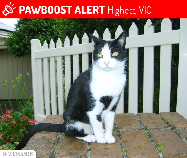 Lost Female Cat last seen Panorama Ave, Highett, VIC 3190