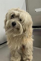 Shelter Stray Male Dog last seen Near BLOCK E DWIGHT WAY, FRESNO CA 93727 1197, 5277 E Airways Blvd, Fresno, CA 93727, USA