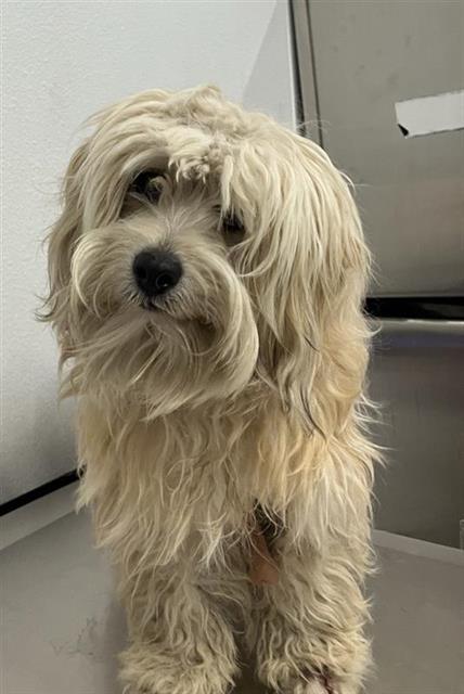 Shelter Stray Male Dog last seen Near BLOCK E DWIGHT WAY, FRESNO CA 93727 1197, 5277 E Airways Blvd, Fresno, CA 93727, USA