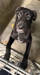 Shelter Stray Male Dog last seen , 11361 W Pico Blvd, Los Angeles, CA 90064, USA