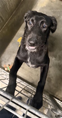 Shelter Stray Male Dog last seen , 11361 W Pico Blvd, Los Angeles, CA 90064, USA