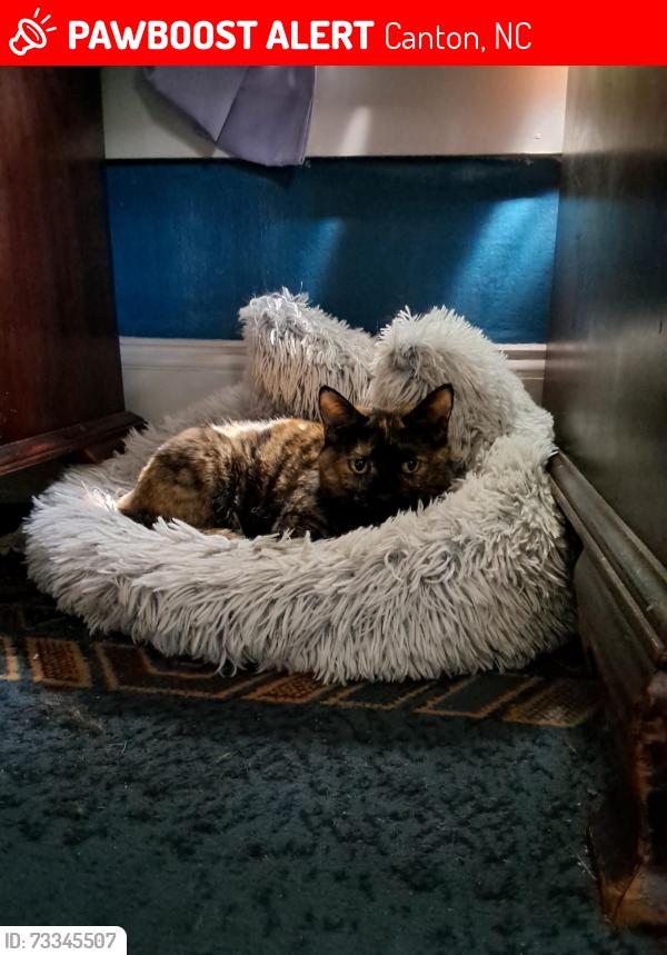 Lost Female Cat last seen Newfound st,, Canton, NC 28716