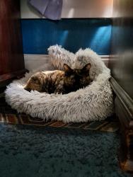 Lost Female Cat last seen Newfound st,, Canton, NC 28716