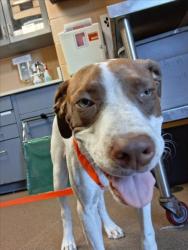 Shelter Stray Female Dog last seen Near BLOCK W VILLAGE CIR, WICHITA KS 67205, 3303 N Hillside St, Wichita, KS 67219, USA