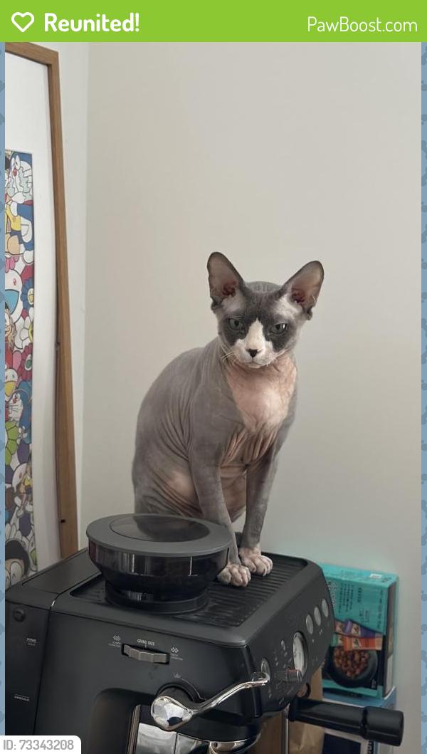Reunited Male Cat last seen The Cavalry, Arborfield, Berkshire, England RG2 9ZE