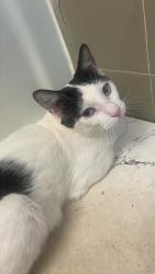 Lost Male Cat last seen Assabet river rail trail, Hudson, MA 01749