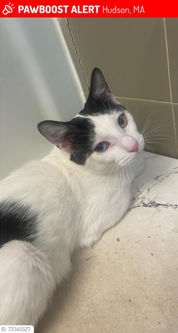 Lost Male Cat last seen Assabet river rail trail, Hudson, MA 01749