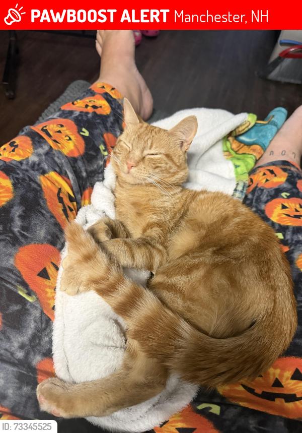 Lost Male Cat last seen Douglas St and Quincy, Manchester, NH 03102