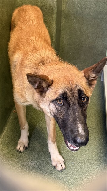 Shelter Stray Male Dog last seen , 216 W Victoria St, Gardena, CA 90248, USA