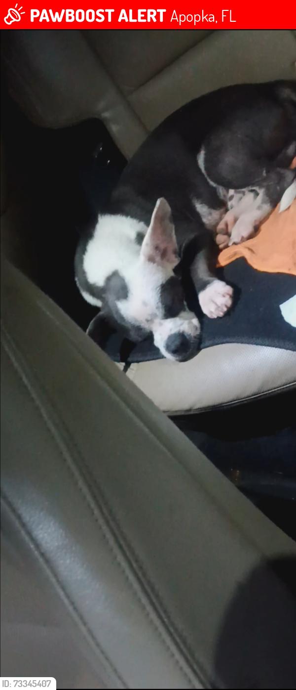 Lost Male Dog last seen Last seen on junior drive apopka fl 32712 near the canopy plant nursery, Apopka, FL 32712