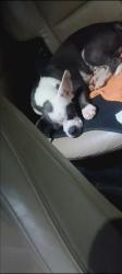 Lost Male Dog last seen Last seen on junior drive apopka fl 32712 near the canopy plant nursery, Apopka, FL 32712