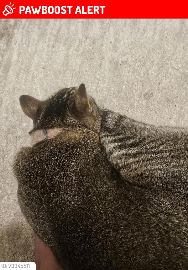 Lost Male Cat last seen Gothard/Warner, Huntington Beach, CA 92647