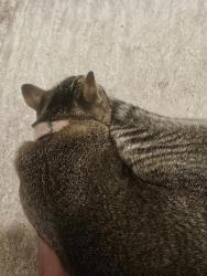 Lost Male Cat last seen Gothard/Warner, Huntington Beach, CA 92647