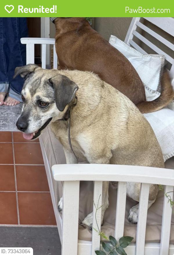 Reunited Female Dog last seen Cougar Ridge Hiking Trail on the border of Escondido and Valley Center, the north side of Daley Ranch, Hidden Meadows, CA 92026
