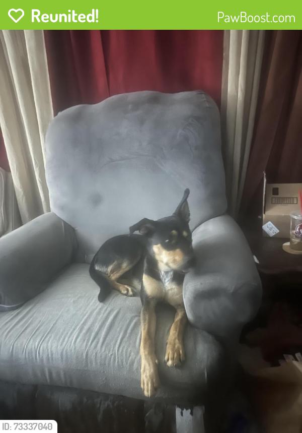Reunited Female Dog last seen Crockett cpurt, Radcliff, KY 40160