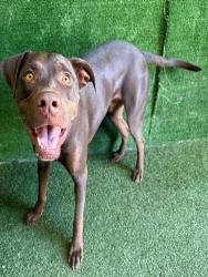 Shelter Stray Male Dog last seen , 5210 W Ave I, Lancaster, CA 93536, USA