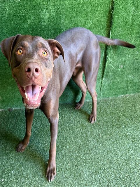 Shelter Stray Male Dog last seen , 5210 W Ave I, Lancaster, CA 93536, USA