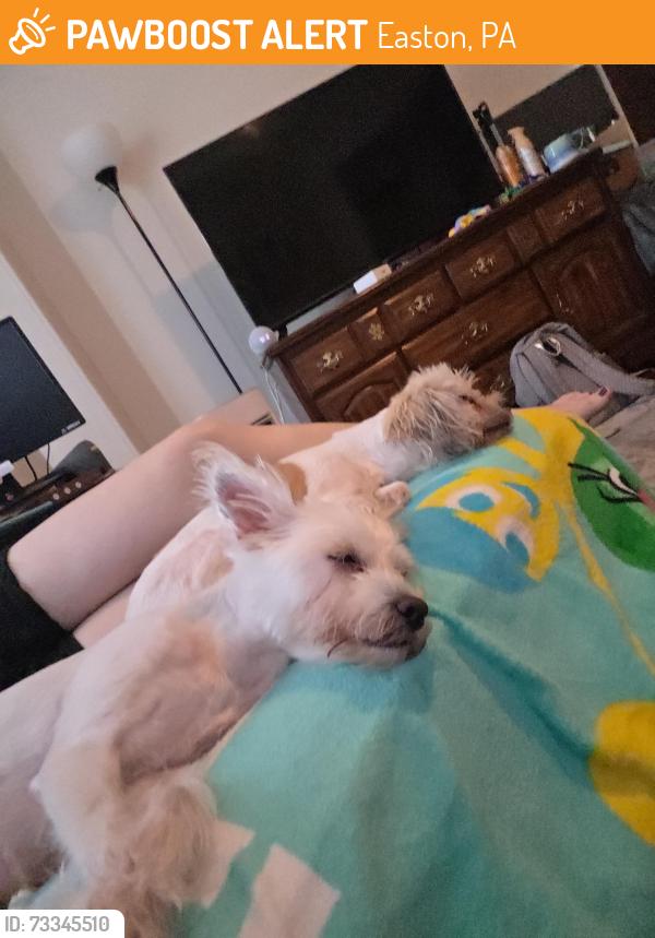 Found/Stray Female Dog last seen Lachenour Park Southside Easton, Easton, PA 18042