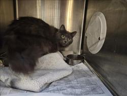 Shelter Stray Female Cat last seen , 3201 Lacy St, Los Angeles, CA 90031, USA