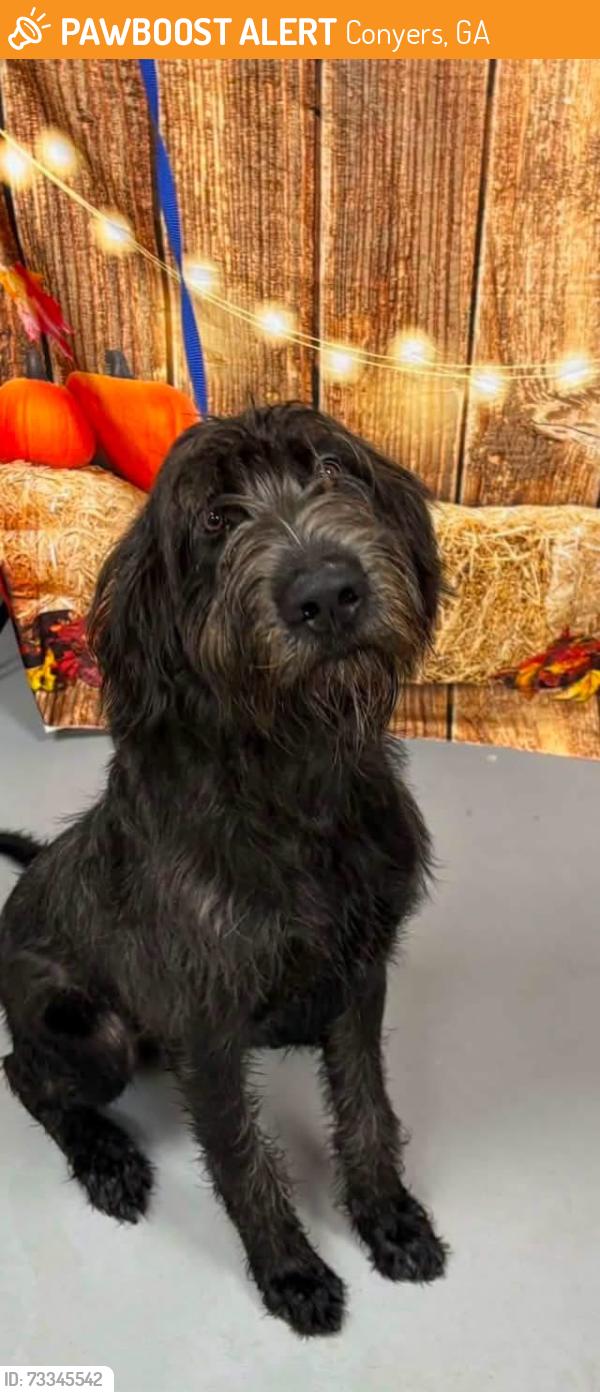 Found/Stray Unknown Dog last seen Located at Rockdale County Animal Service, 1506 Rockbridge Road, Conyers, GA 30012, Conyers, GA 30012