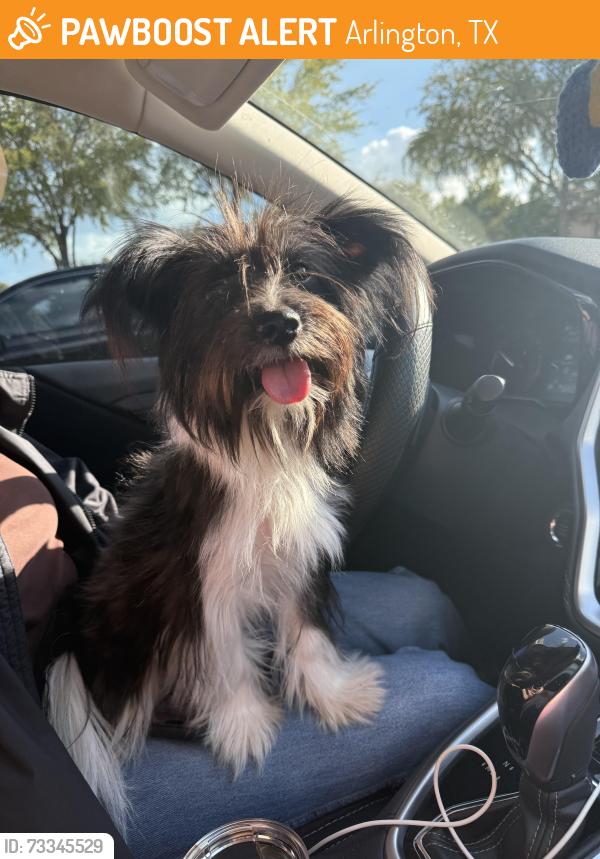 Found/Stray Female Dog last seen Cravens Park and Spanish Moss, Arlington, TX 76018