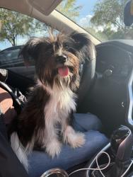 Found/Stray Female Dog last seen Cravens Park and Spanish Moss, Arlington, TX 76018