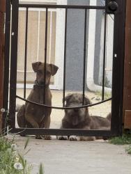 Lost Female Dog last seen National city blv, National City, CA 91950