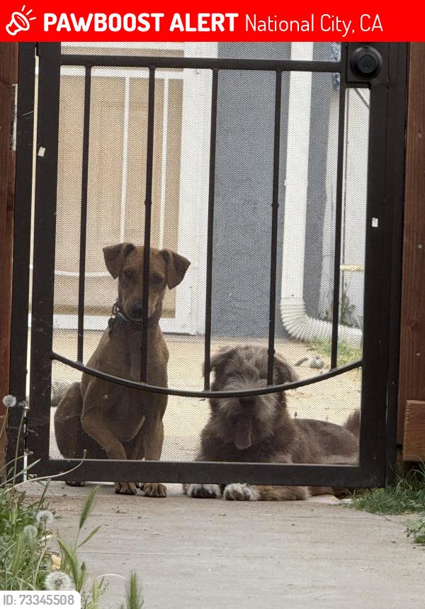 Lost Female Dog last seen National city blv, National City, CA 91950