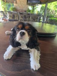 Reunited Female Dog last seen Kimswick Manor Ln, Missouri River twp, MO 63011, USA, Missouri River Township, MO 63011