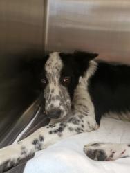 Shelter Stray Male Dog last seen ST HWY 99 SB AT STOCKTON BLVD SB ST HWY 99 SB ON, 2127 Front St, Sacramento, CA 95818, USA