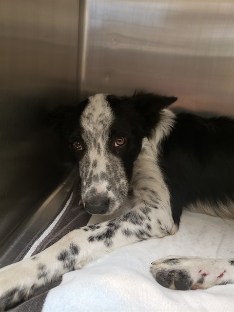 Shelter Stray Male Dog last seen ST HWY 99 SB AT STOCKTON BLVD SB ST HWY 99 SB ON, 2127 Front St, Sacramento, CA 95818, USA