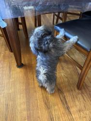 Found/Stray Male Dog last seen Terilyn ave, San Jose, CA 95122