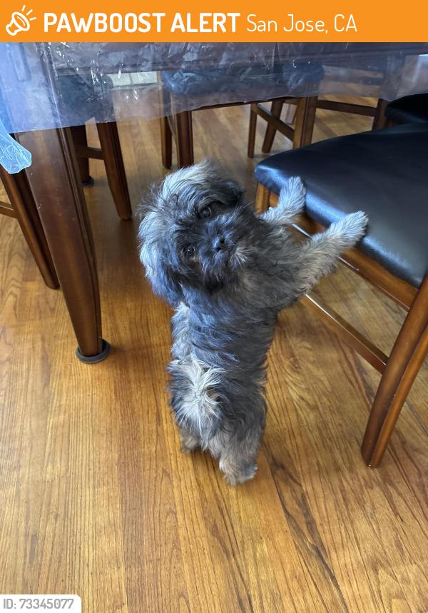 Found/Stray Male Dog last seen Terilyn ave, San Jose, CA 95122