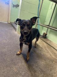 Shelter Stray Male Dog last seen BELVEDERE AVE & FLORIN PERKINS RD, 2127 Front St, Sacramento, CA 95818, USA