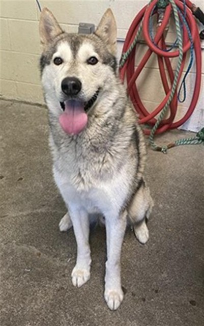 Shelter Stray Male Dog last seen FRUITRIDGE RD & 65TH STREET EXPY, 2127 Front St, Sacramento, CA 95818, USA