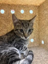 Shelter Stray Female Cat last seen Near BLOCK BUTTERFLY CT, SAN JACINTO, CA 92582, 581 S Grand Ave, San Jacinto, CA 92582, USA