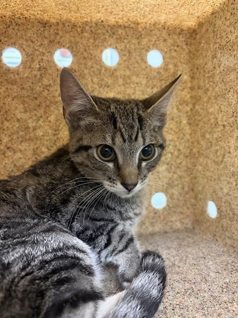Shelter Stray Female Cat last seen Near BLOCK BUTTERFLY CT, SAN JACINTO, CA 92582, 581 S Grand Ave, San Jacinto, CA 92582, USA