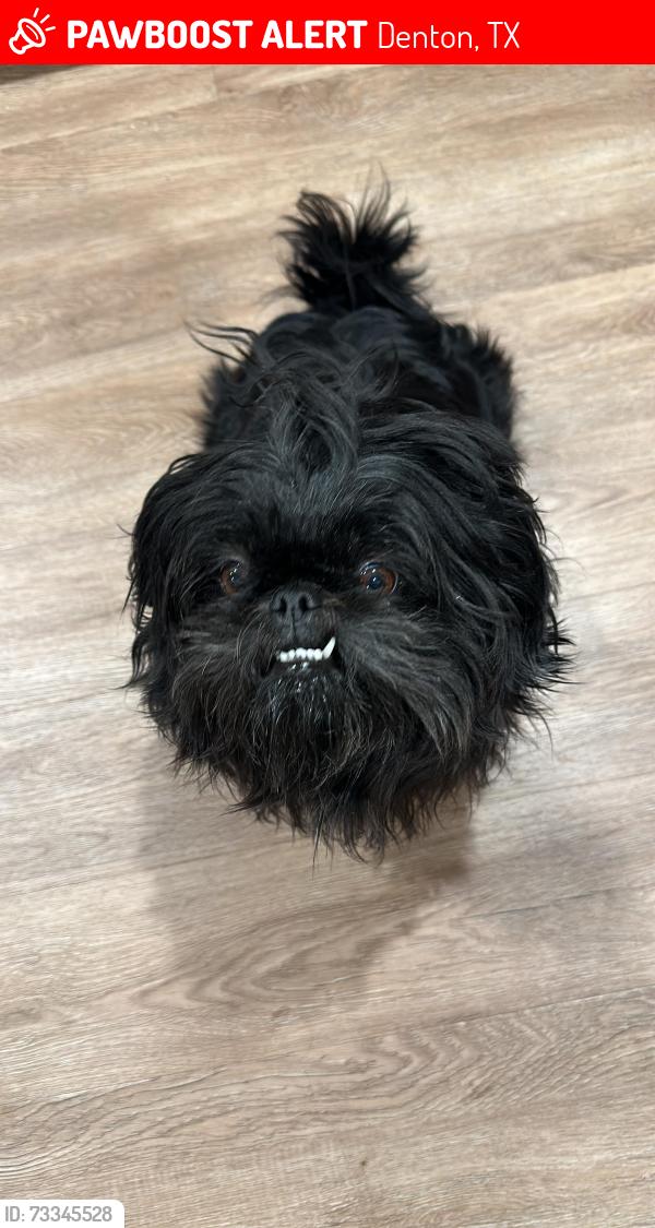 Lost Female Dog last seen Wheeler ridge dr, Denton, TX 76210