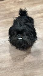 Lost Female Dog last seen Wheeler ridge dr, Denton, TX 76210