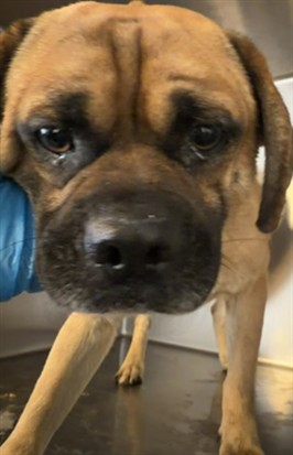 Shelter Stray Male Dog last seen REDLANDS/4TH, PERRIS CA 92571, 581 S Grand Ave, San Jacinto, CA 92582, USA