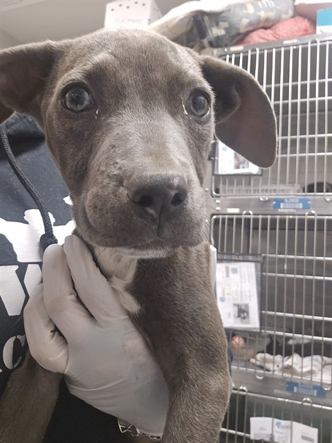 Shelter Stray Female Dog last seen MONTEVISTA, SAN JACINTO, 581 S Grand Ave, San Jacinto, CA 92582, USA