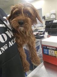 Shelter Stray Male Dog last seen MONTEVISTA, SAN JACINTO, 581 S Grand Ave, San Jacinto, CA 92582, USA
