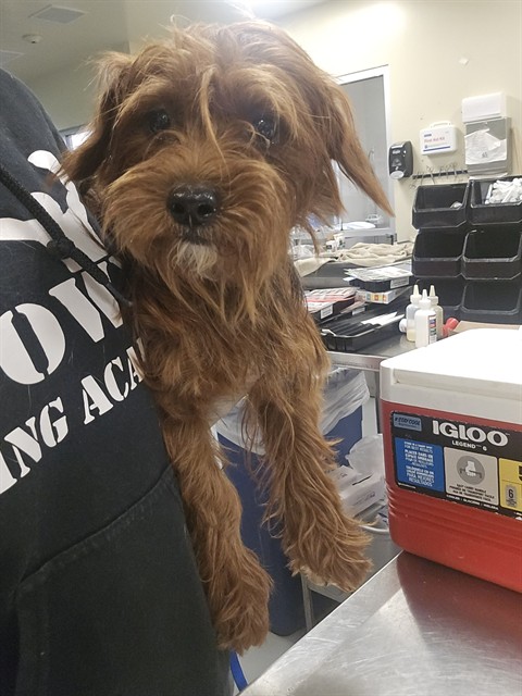 Shelter Stray Male Dog last seen MONTEVISTA, SAN JACINTO, 581 S Grand Ave, San Jacinto, CA 92582, USA