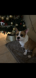 Lost Male Dog last seen Cheyenne and road runner ln, Dallas, TX 75217