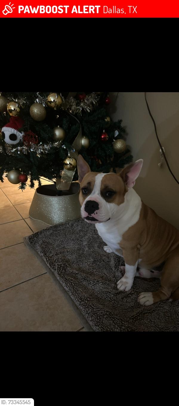 Lost Male Dog last seen Cheyenne and road runner ln, Dallas, TX 75217