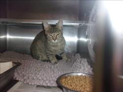 Shelter Stray Unknown Cat last seen , 14409 Vanowen St, Van Nuys, CA 91405, USA